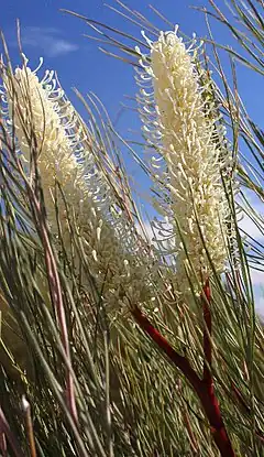 G. candelabroides, Mingenew