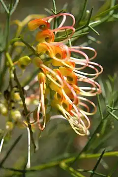 Grevillea dielsiana