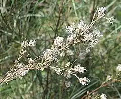 Description de l'image Grevillea_endlicheriana.jpg.