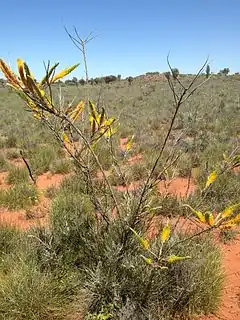 Description de l'image Grevillea eriostachya shrub.jpg.