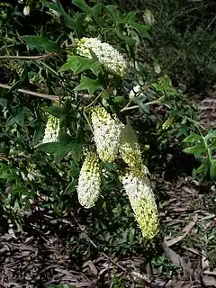 Description de l'image Grevillea flexuosa.jpg.