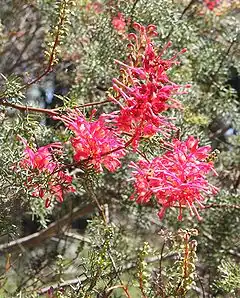 Description de l'image Grevillea georgiana HRBG 1 smaller.jpg.