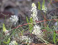 Description de l'image Grevillea_intricata.jpg.