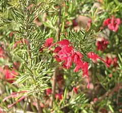 Description de l'image Grevillea lavandulacea.jpg.