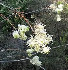 Description de l'image Grevillea_leucopteris.jpg.