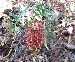 Description de l'image Grevillea_microstegia.jpg.