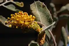 Description de l'image Grevillea miniata, Illawong, Sydney.jpg.