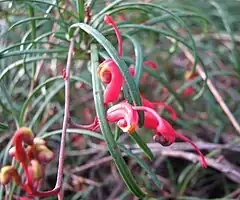 Description de l'image Grevillea nudiflora.jpg.