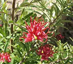 Description de l'image Grevillea obtusifolia Gingin Gem.jpg.