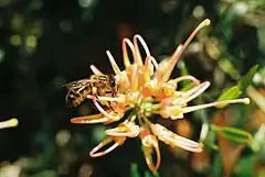 Description de l'image Grevillea_olivacea.jpg.