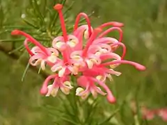 Inflorescence, forme claire