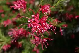 Inflorescence