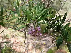 Description de l'image Grevillea sericea 2.jpg.