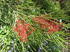 Description de l'image Grevillea tetragonoloba.jpg.