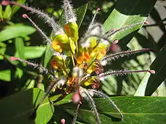 Description de l'image Grevillea venusta flowers 1.jpg.