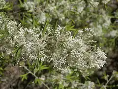 Description de l'image Grevillea vestita.JPG.