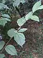 Rameau (feuilles, inflorescence)