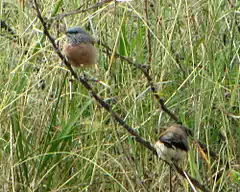 Description de l'image Grey-headed Silverbills.jpg.