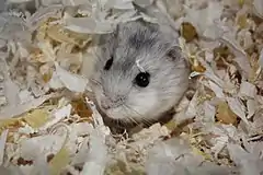 Description de l'image Grey Dwarf Hamster in habitat.jpg.