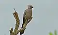 Touraco concolore (Corythaixoides concolor) (Parc national Kruger, Afrique du Sud)