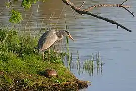 En pêche à côté d'une Émyde lépreuse (Mauremys leprosa) (Catalogne, Espagne)