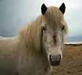 Tête d'un cheval islandais gris.