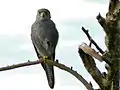 Faucon ardoisé (Falco ardosiaceus) (Parc national Murchison Falls, Ouganda)