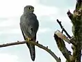 Faucon ardoisé (Falco ardosiaceus) (Parc national Murchison Falls, Ouganda)