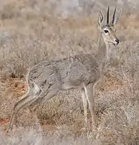 Antilope-chevreuil (Pelea capreolus)