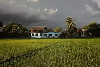 Dans le Si Phan Don, rizières lumineuses de Don Det, devant une maison traditionnelle, sous des nuages lourds et gris pendant la mousson, avec une femme âgée marchant à travers.