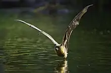 Sur une nappe d'eau verte une boule orangée jaillit vers le ciel à l'aide de gigantesques ailes brillamment éclairées.