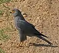 Faucon ardoisé (Falco ardosiaceus) (Queen Elizabeth National Park, Ouganda)