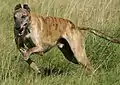 Le Greyhound, un chien de type lévrier (graïoïde).