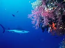 Photo d'un requin nageant à côté d'un grand corail vivement coloré.