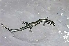 Description de l'image Greys-skink-menetia-greyii-358559-large.jpg.