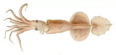 Grimalditeuthis bonplandi