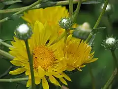 Description de l'image Grindelia chiloensis - Flickr - peganum (1).jpg.