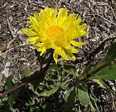 Fleur de Bouton d'or ou Butón de oro (Grindelia chiloensis)