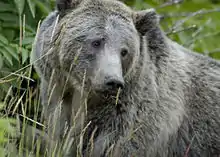 Photographie d'une vue rapprochée d'un grizzly.