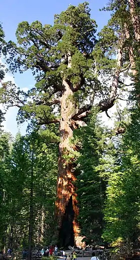 Les arbres les plus volumineux du monde sont des séquoias géants (Sequoiadendron gigantea), comme ici le Grizzly Giant dans le Parc national de Yosemite. Le plus imposant spécimen, baptisé General Sherman, a un tronc de 1 487 m3 pour une hauteur de 83,8 m.