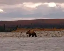 Grizzli sur la rivière Noatak