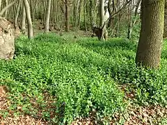 Tapis de pervenches (ici Vinca major)