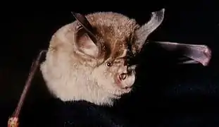 Photographie en couleurs de la tête d'une chauve-souris en vol.