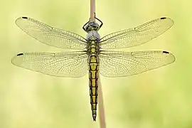 Un long et fin fuselage jaune souligné de noir ; des ailes en dentelle transparente ; insecte se tenant verticalement par deux pattes à une tige.