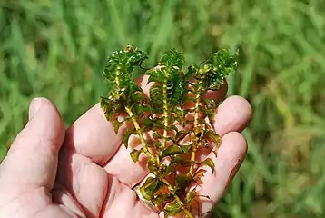 Potamot dense(Groenlandia densa)