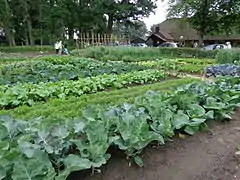 Jardin potager (Pays-Bas).