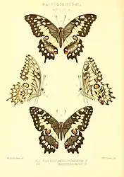 Papilio morondavana , vue dorsale (en haut) et vue latérale (à gauche) et Papilio erithonioides, vue dorsale (en bas) et vue latérale (à droite)