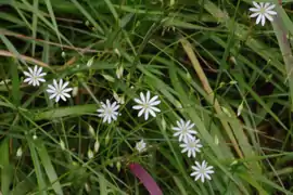 Stellaire des marais.