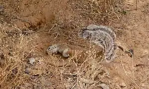 Écureuil de terre du Cap creusant un terrier (Parc transfrontalier de Kgalagadi, Afrique du Sud)