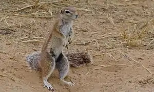 Femelle (Parc transfrontalier de Kgalagadi, Afrique du Sud)